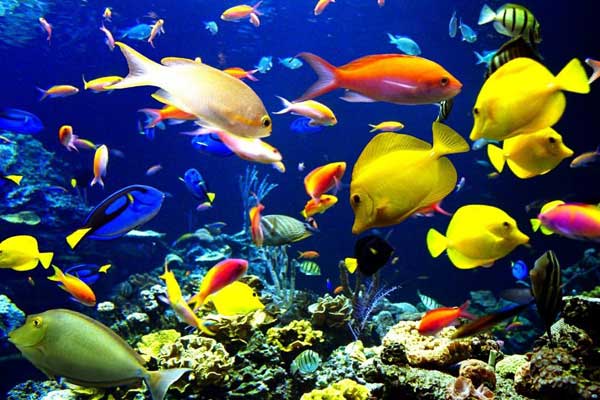 تولید ۵۵۰ هزار قطعه ماهی زینتی در آکواریومهای خراسان جنوبی