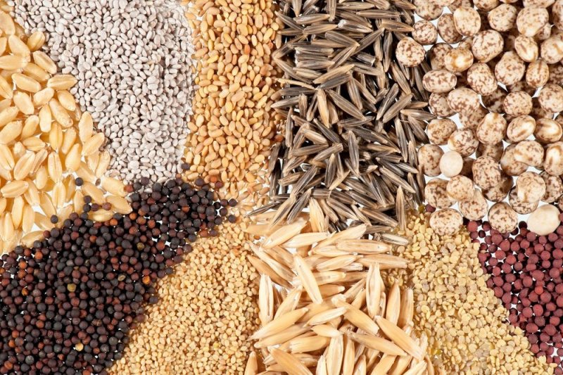 توسعه کشت با بذر اصلاح شده راهی برای بهره برداری بهینه از آب وخاک