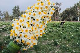 نیازمندی گل نرگس به طرح توجیهی اقتصادی در خراسانجنوبی