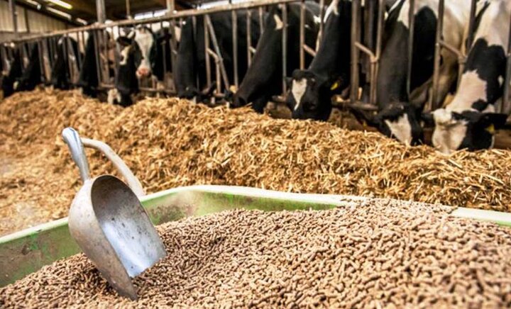 تامین و افزایش نهاده های دامی با همکاری دستگاه های اجرایی